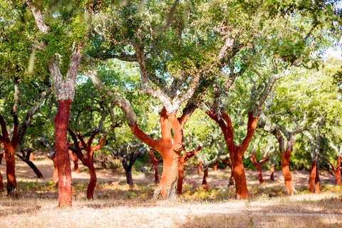 cork oak trees in portugal