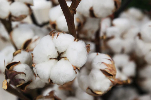 cotton on bushes