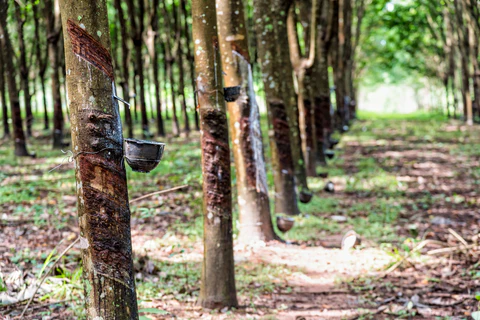 rubber trees